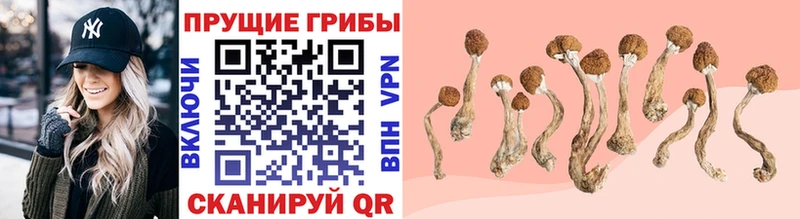 Псилоцибиновые грибы Cubensis  хочу   Карачаевск 
